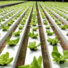 Hydroponic Start-up Costs: A Comprehensive Guide to Budgeting Your Hydroponic Farm